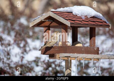 Passera casa, Passer domesticus, alimentazione in semplice fatto in casa alimentatore di uccelli, casa di uccelli installato sul giardino d'inverno in giornata nevosa Foto Stock