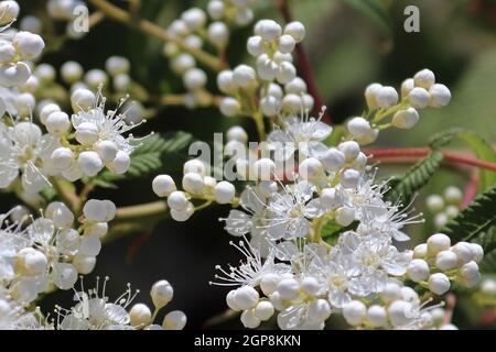 Macro di falsa spirea fiorisce in varie fasi di apertura. Foto Stock