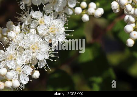 Macro di fiori delicati su un ramo di spirea. Foto Stock