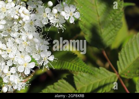 Macro di spirea bianca fiorisce con foglie sullo sfondo. Foto Stock