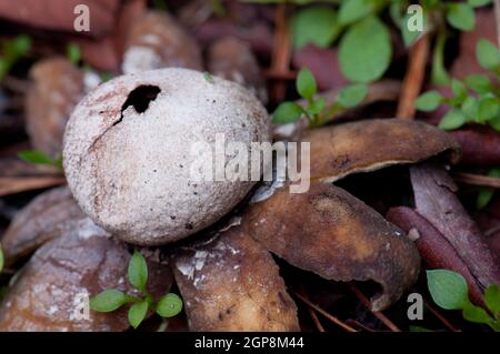 Igrometricus hygroscopic Earthstar Astraeus hygrometricus. Parco Naturale di Cumbre Vieja. La Palma. Isole Canarie. Spagna. Foto Stock