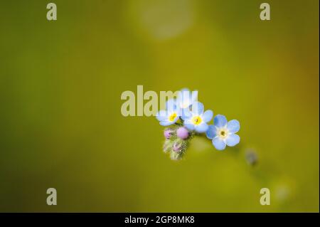 Fiori freschi di primavera o design estivo. Floreale natura margherita sfondo astratto in verde e giallo francia Foto Stock