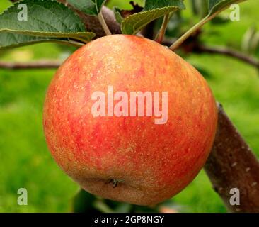 Apple 'Ashmead's Kernel', coltivando su albero, mele, frutta, malus domestica, mangiare sano Foto Stock