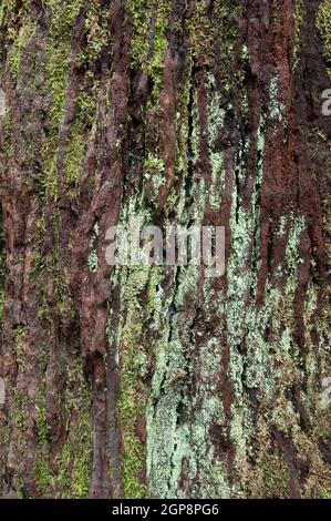 Tronco di albero morto coperta con i licheni e muschi. Cubo de La Galga. La Palma. Isole Canarie. Spagna. Foto Stock