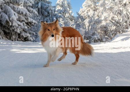 Cane purebred sano fotografato all'aperto nella natura in una giornata di sole in inverno. Foto di alta qualità Foto Stock