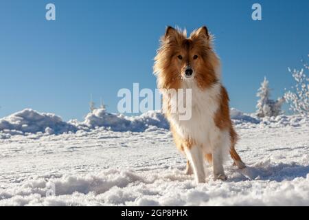 Cane purebred sano fotografato all'aperto nella natura in una giornata di sole in inverno. Foto di alta qualità Foto Stock