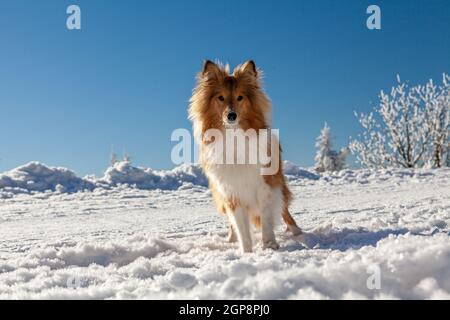 Cane purebred sano fotografato all'aperto nella natura in una giornata di sole in inverno. Foto di alta qualità Foto Stock