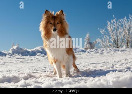 Cane purebred sano fotografato all'aperto nella natura in una giornata di sole in inverno. Foto di alta qualità Foto Stock