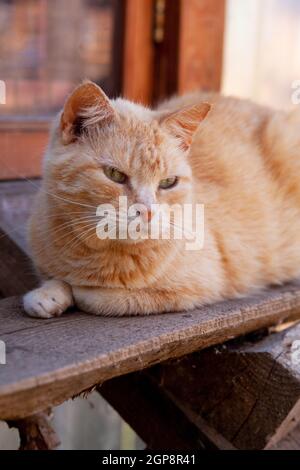 Gatto poppa rosso a righe seduto su panca di legno vicino alla finestra del villaggio, all'aperto, foto verticale Foto Stock