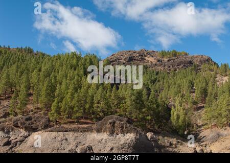 Foresta di pino delle Isole Canarie Pinus canariensis. Il Parco Rurale di Nublo. Tejeda. Gran Canaria. Isole Canarie. Spagna. Foto Stock