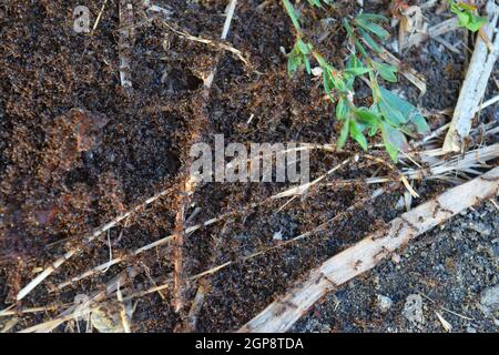 Colonia di formiche rosse piccole. Uscite a molla formiche sulla superficie di accoppiamento. Foto Stock