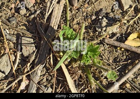 Le cavallette in erba. Ortoterri insetti in natura. Foto Stock