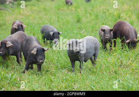 I suinetti iberici neri che corrono liberamente attraverso l'erba alta. Provincia di Badajoz, Estremadura, Spagna Foto Stock