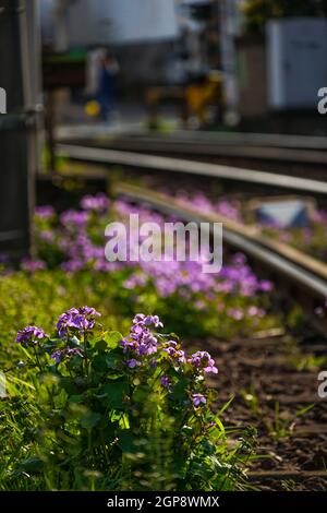 Linea di linea Toden Arakawa e fiori 4. Luogo di tiro: Area metropolitana di Tokyo Foto Stock