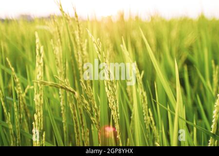 Campo di riso al mattino. Il grano vicino. La bellissima natura paesaggio al tramonto. Paesaggio rurale sotto la luce del sole splendente. Sfondo di orecchie di maturazione di MEA Foto Stock