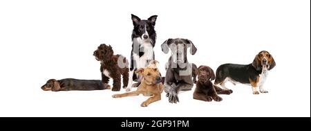 sette diverse razze di cani che si posano davanti a un bianco sfondo Foto Stock
