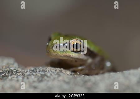 Rana mediterranea di Hyla meridionalis. Il Parco Rurale di Nublo. Gran Canaria. Isole Canarie. Spagna. Foto Stock