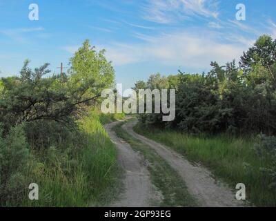 strada sterrata tra cespugli verdi Foto Stock