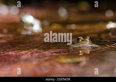 Rana di Perez Pelophylax perezi in uno stagno. Il Parco Rurale di Nublo. Tejeda. Gran Canaria. Isole Canarie. Spagna. Foto Stock