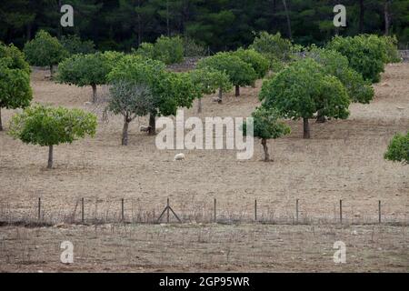 Gregge di pecore in piedi Foto Stock