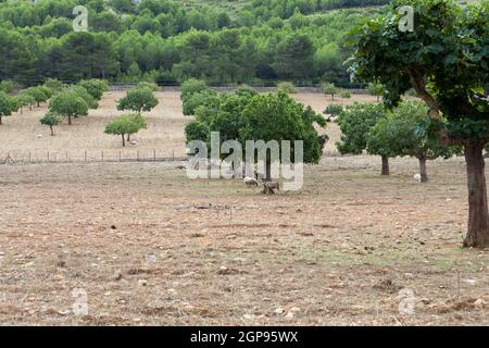 Gregge di pecore in piedi Foto Stock