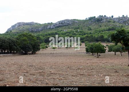 Gregge di pecore in piedi Foto Stock