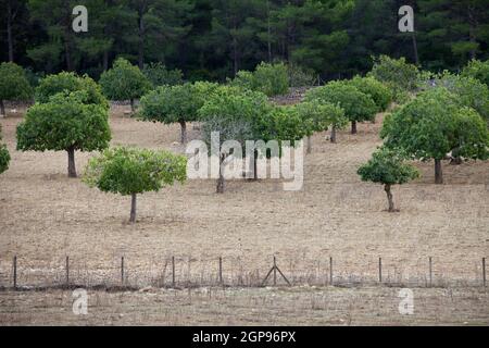 Gregge di pecore in piedi Foto Stock