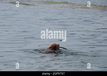 Il cane è il nuoto in acqua con un bastone nella sua bocca, che lo porta al suo proprietario. Foto Stock