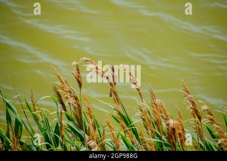 Trillo Acrocephalus siede su stocchi di reed dal lago. Foto Stock