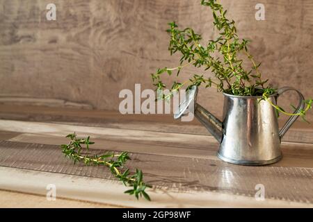 Limone timo erba in un annaffiatoio decorativo Foto Stock
