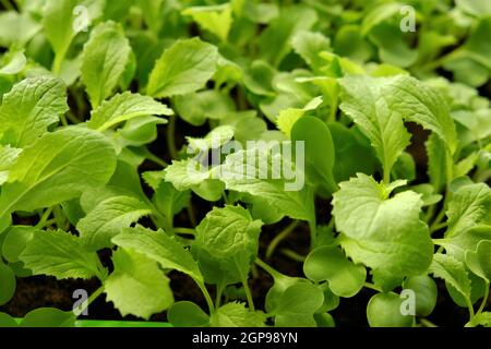 Cavolo cinese che pianta in gocce di water.colturation di cavolo cinese. Ortaggi biologici e piante Greens.Growing. Foto Stock