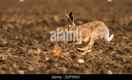 Lepre bruna, lepus europaeus, che sprint sul campo in autunno luce solare. Mammifero che salta a lungo a terra in autunno. Coniglio selvatico in movimento su terreni agricoli. Foto Stock