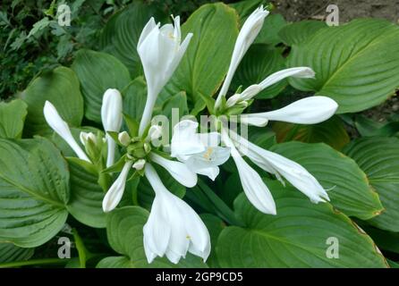 Fiori bianchi di osta fioriscono su uno sfondo di foglie verdi. Foto Stock