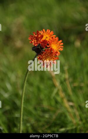 Fiore di Hieracium aurantiacum ai margini della foresta Foto Stock