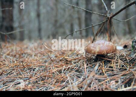 Funghi di Suillus crescono nella foresta d'autunno. Funghi Suillus luteus comune che cresce nella pineta. Fungo solitario di boleto che cresce in legno di conifere. Foto Stock