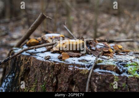 L'albero si trova in una foresta invernale, coperta di muschi, funghi (Polyporee) e neve. Foto Stock