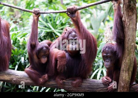 Gruppo di Orang Utan scimmia Ape Famiglia seduta insieme - la fauna selvatica in pericolo Borneo Indonesia Foto Stock