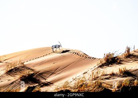 Duna vagante di Sossuvlei in Namibia con un Oryx Gemsbok che cammina su di esso. Foto Stock