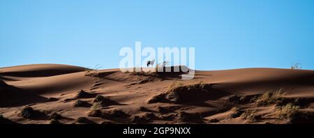 Duna vagante di Sossuvlei in Namibia con un Oryx Gemsbok che cammina su di esso. Foto Stock