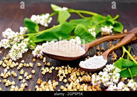Farina di grano saraceno di cereali marroni e verdi in due cucchiai, fiori e foglie sullo sfondo di legno scuro Foto Stock
