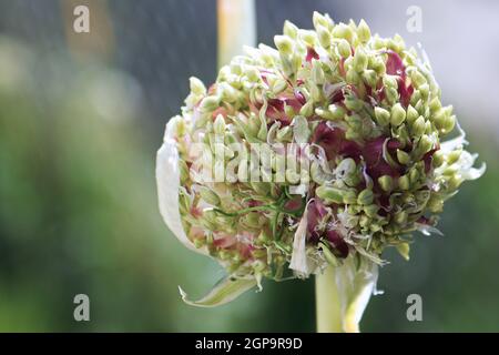 Macro di un aglio paesaggio fiore testa di apertura. Foto Stock