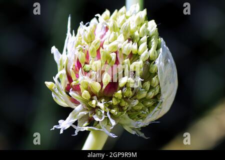 Macro di un aglio paesaggio fiore testa di apertura. Foto Stock