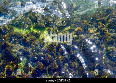 Le alghe sulla spiaggia. Le onde del mare lavare le alghe sulle rocce Foto Stock