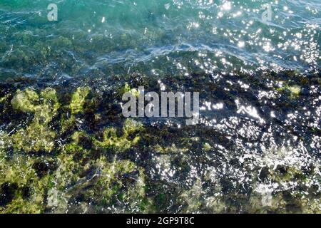 Le alghe sulla spiaggia. Le onde del mare lavare le alghe sulle rocce Foto Stock