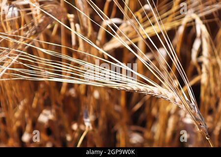 Closeup di teste di orzo mature pesanti in un campo. Foto Stock