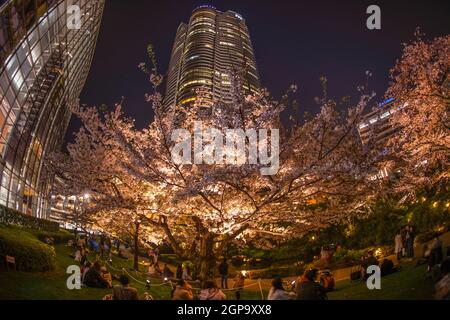 Mohri Giardino di andare a vedere fioritura dei ciliegi di notte e Roppongi Hills. Luogo di ripresa: Area metropolitana di Tokyo Foto Stock