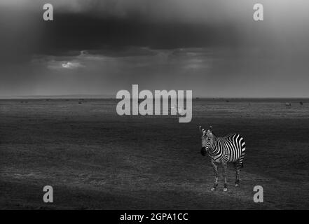 Foto in bianco e nero di un pascolo zebre nel campo. Bellissimi ungulati selvatici a strisce. Game Drive. Safari in Kenya. Africa. Foto Stock