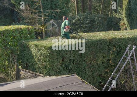 Uomo giardinaggio con tagliasiepi Foto Stock