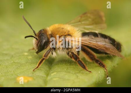 Primo piano su una femmina leggermente decolorata Gray-patched estrazione ape, Andrena nit Foto Stock