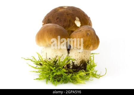 funghi boletus edulis su moos - sfondo bianco Foto Stock